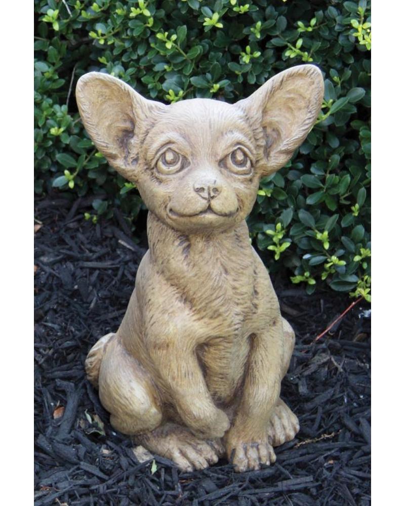 Chihuahua Puppy