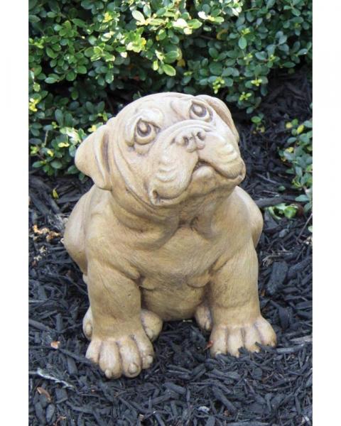 Pug Puppy