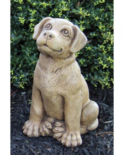 Labrador Retriever Puppy
