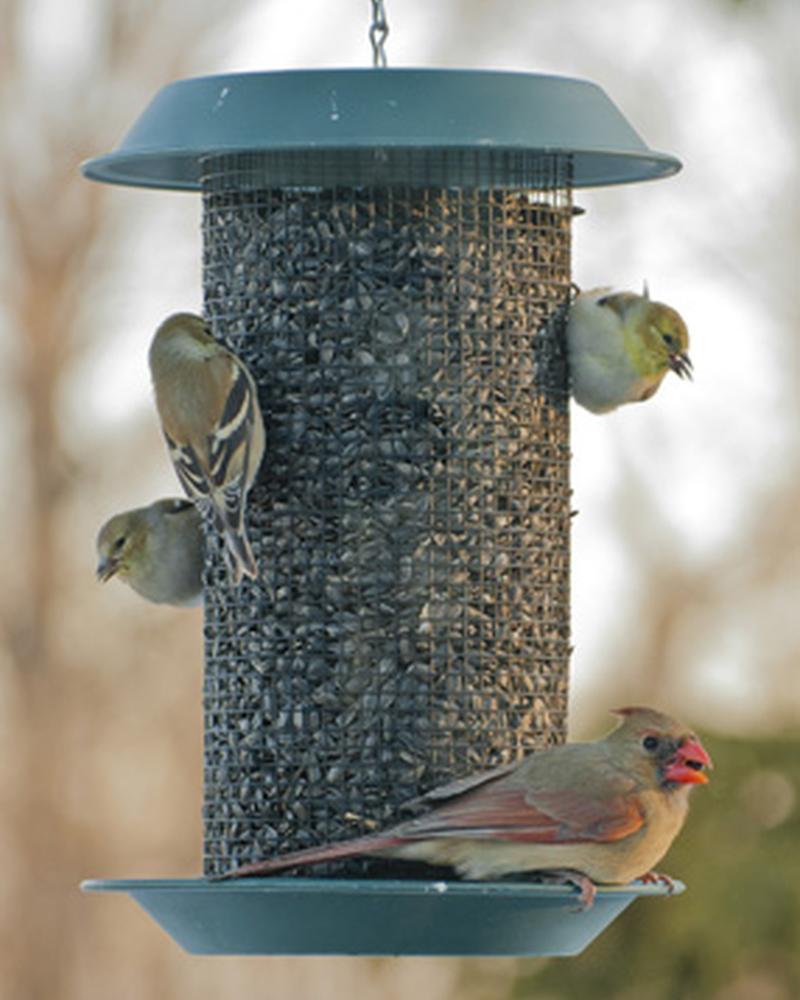 Plastic Magnum Sunflower Feeder