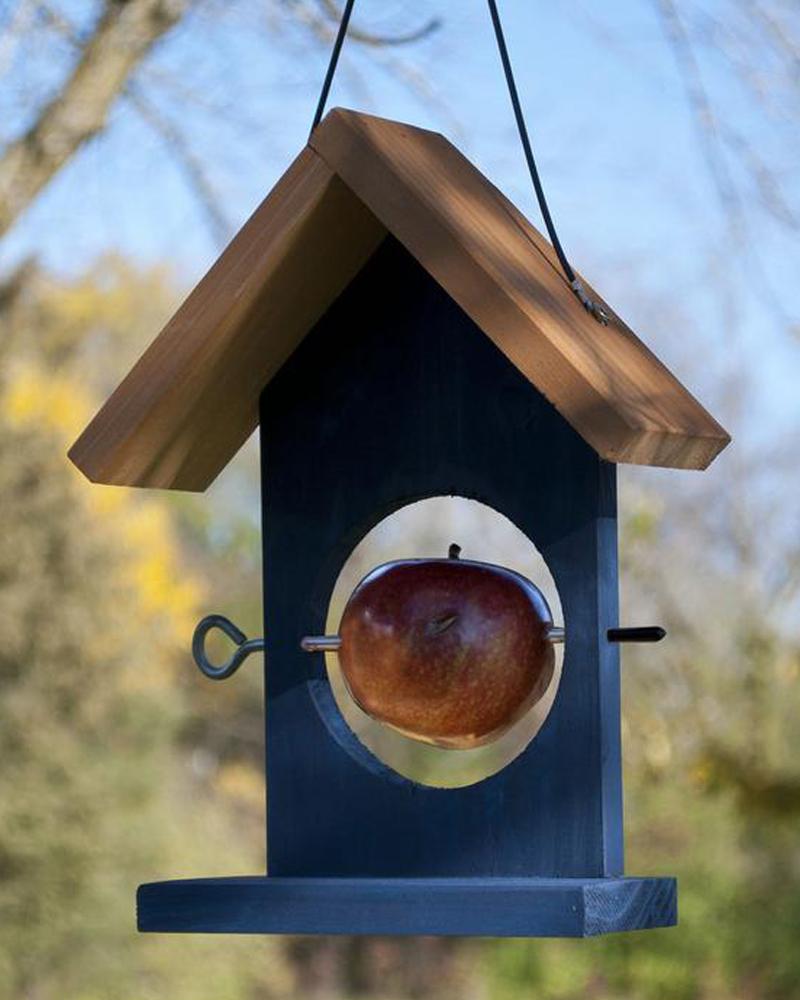 Fruit Oriole Feed Blue Wood