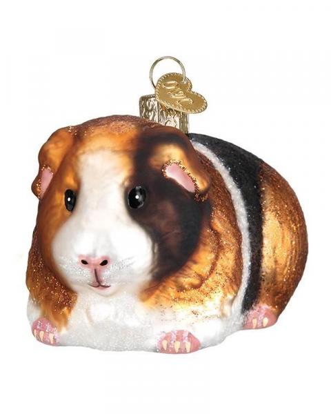 Old World Guinea Pig
