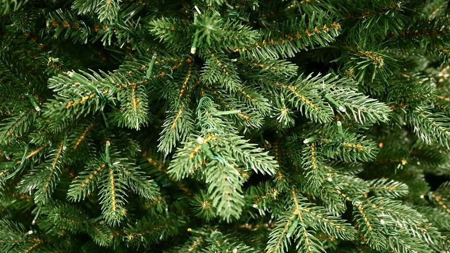 Trees 8' and Taller