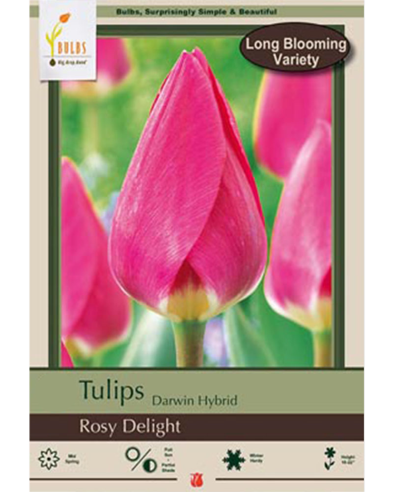 Tulip Darwin Hybrid  Rosy Delight 7 bulbs/pkg