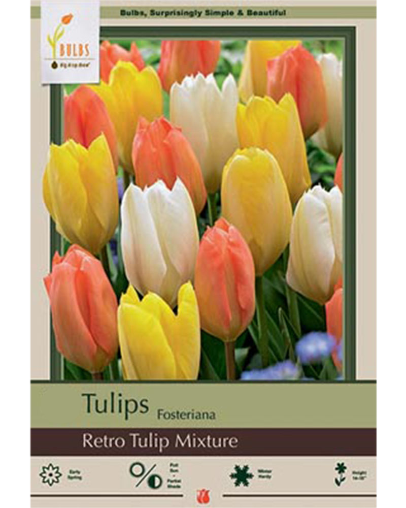 Tulip Fosteriana  Retro Mixture 7 bulbs/pkg