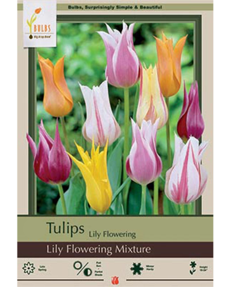 Tulip Lily Flowering Mix 7 bulbs/pkg