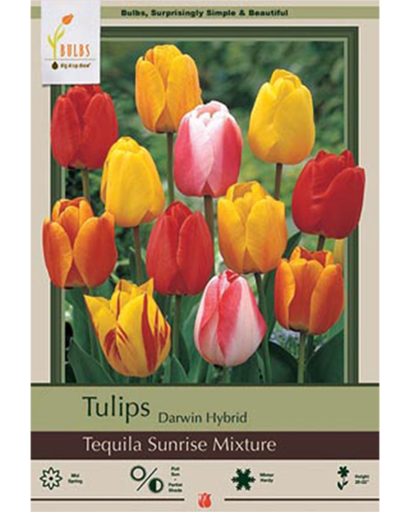 Tulip Tequila Sunrise Mix 7 bulbs/pkg