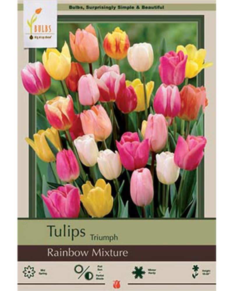 Tulip Triumph Rainbow Mixture 7 bulbs/pkg