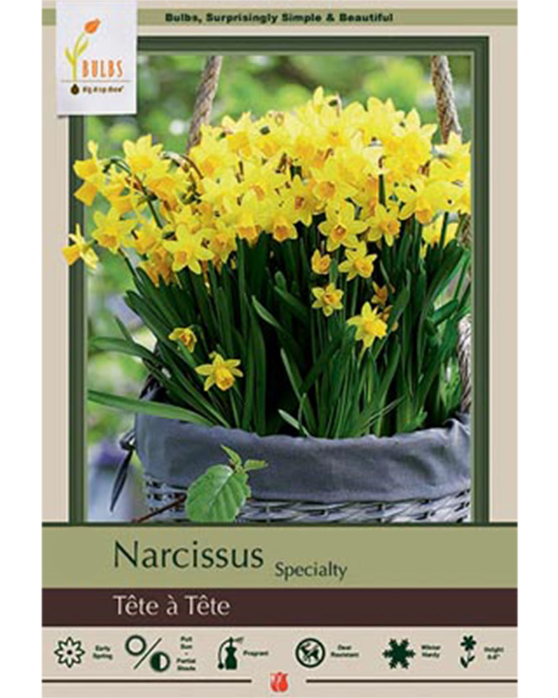 Narcissus Tete A Tete 7 bulbs/pkg