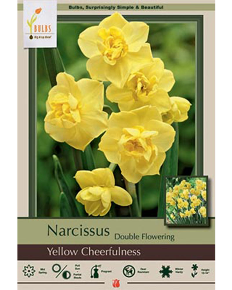 Narcissus Double Yellow Cheer 7 bulbs/pkg