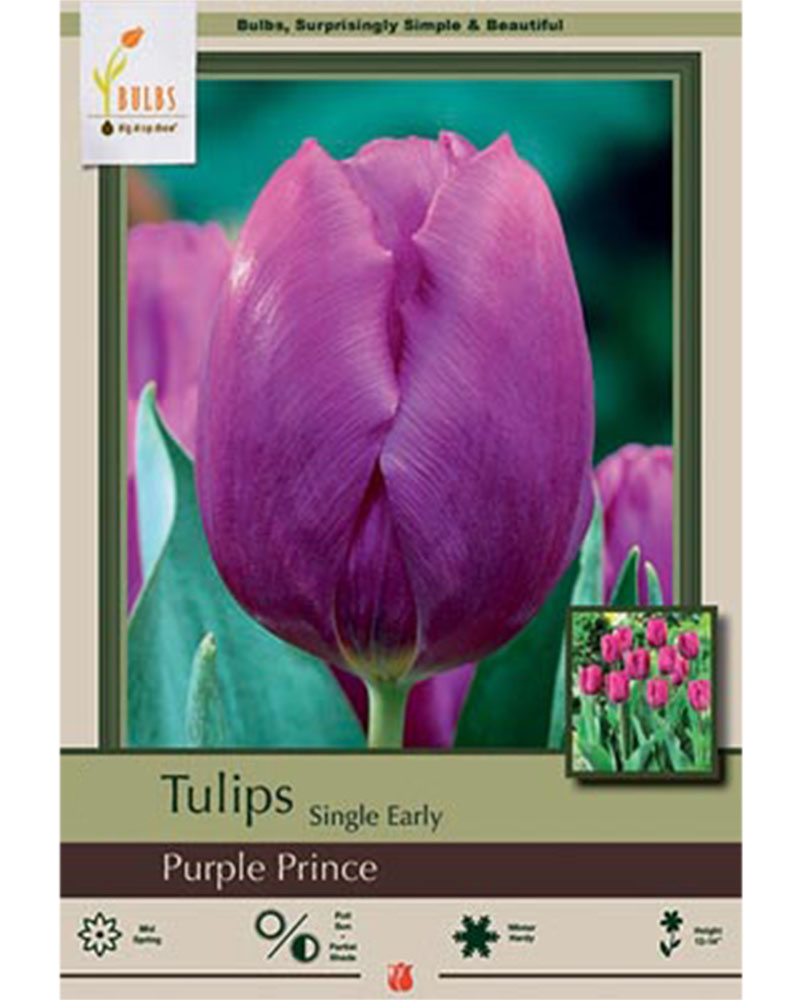 Tulip Single Early Purple Prince 7 bulbs/pkg