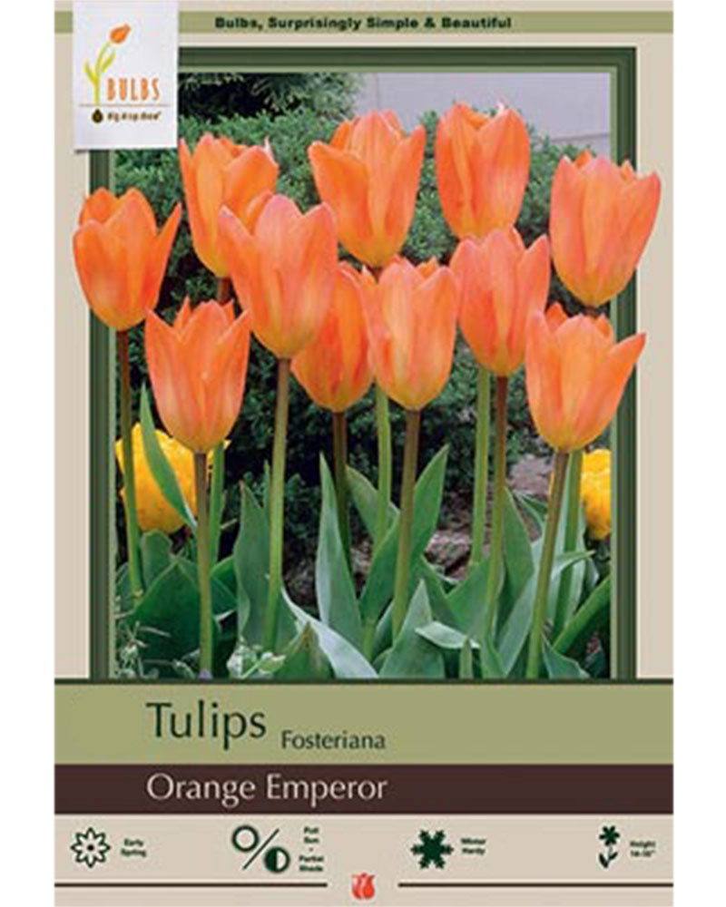 Tulip Fosteriana Orange Emperor 7 bulbs/pkg