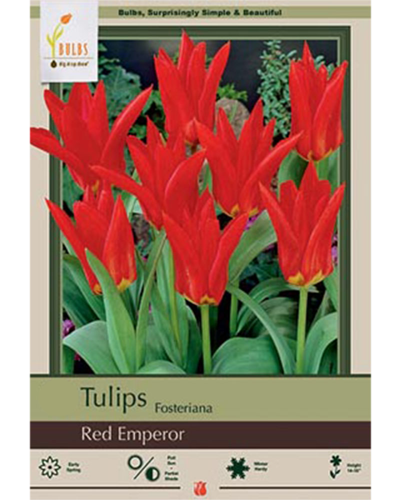 Tulip Fosteriana Red Emperor 7 bulbs/pkg