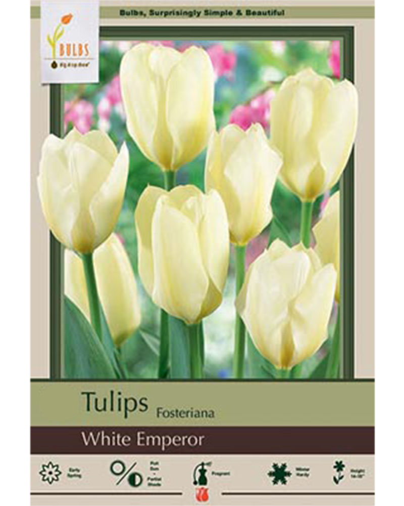 Tulip Fosteriana White Emperor 7 bulbs/pkg