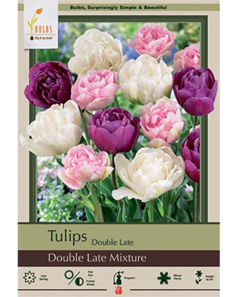 Tulip Double Late Mixture 7 bulbs/pkg