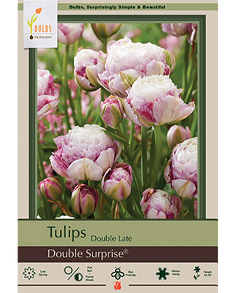 Tulip Double Late Surprise 7 bulbs/pkg