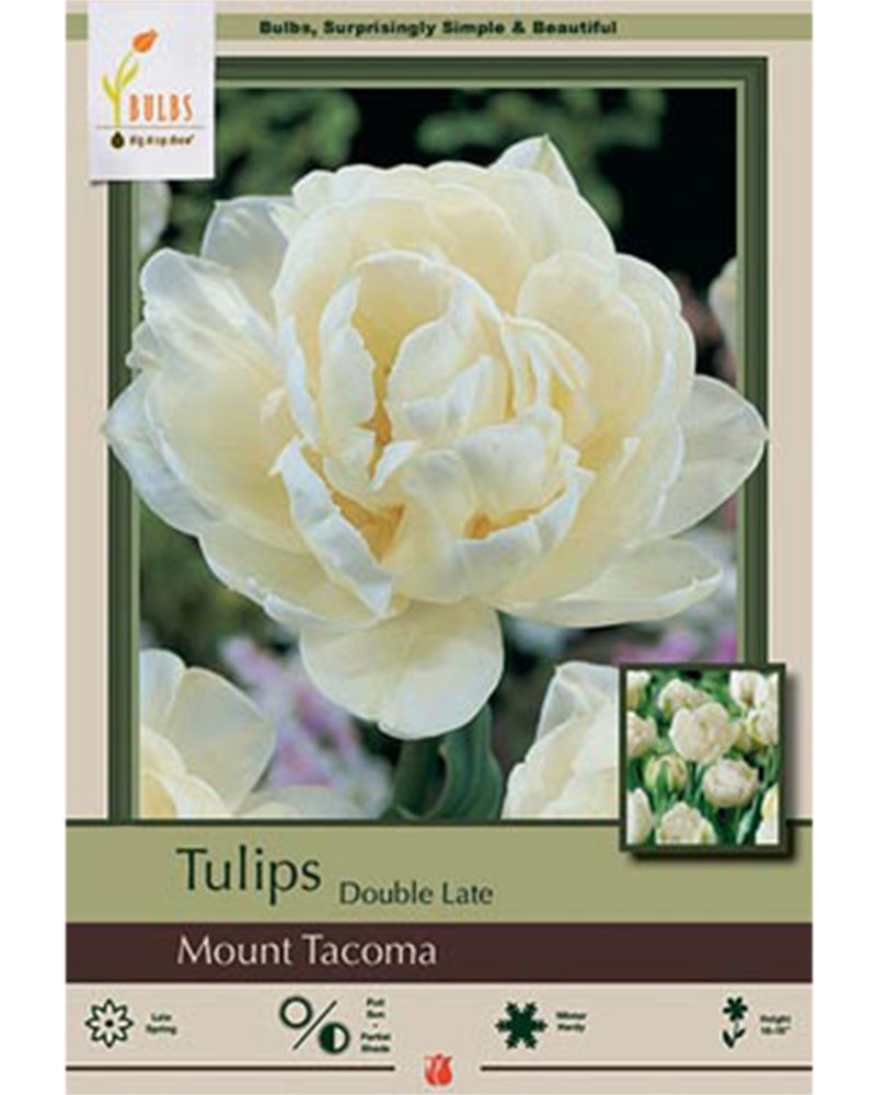 Tulip Double Late Mount Tacoma 7 bulbs/pkg
