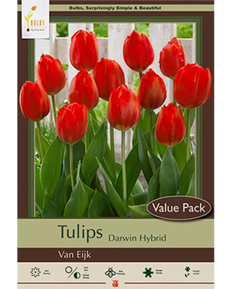 Value Pack Tulip Van Eijk  16 bulbs/pkg