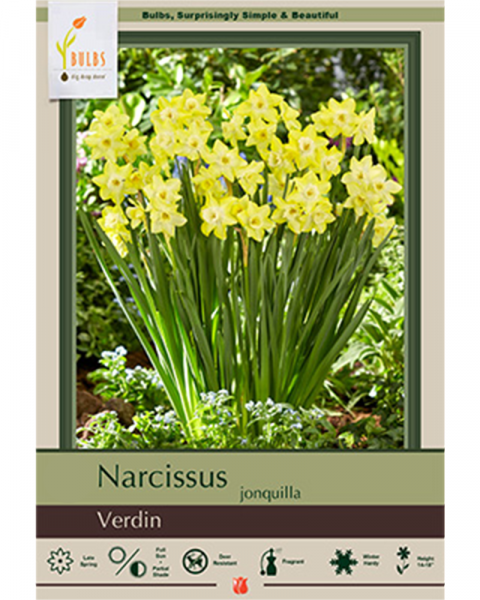 Narcissus Verdin