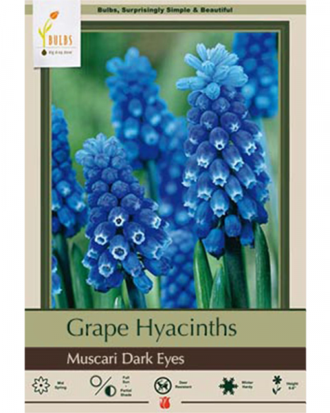 Muscari Dark Eyes 15 bulbs/pkg