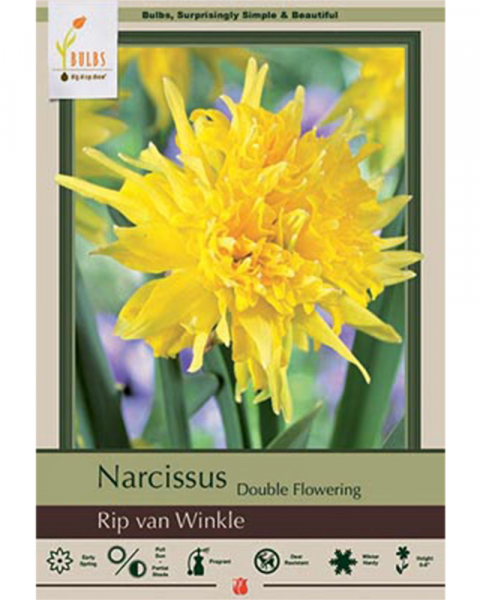 Narcissus Rip Van Winkle 7 bulbs/pkg