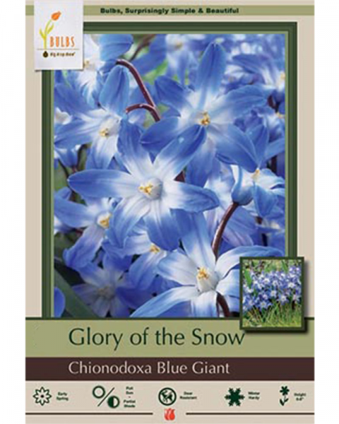 Chionodoxa Blue Giant 20 bulbs/pkg