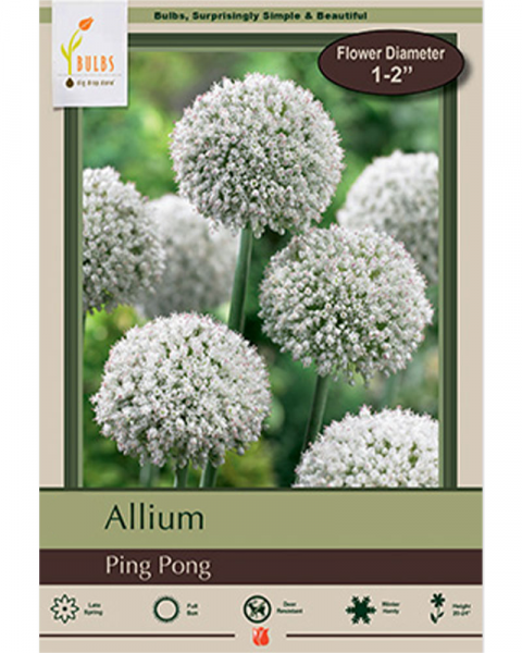 Allium Ping Pong 25 bulbs/pkg