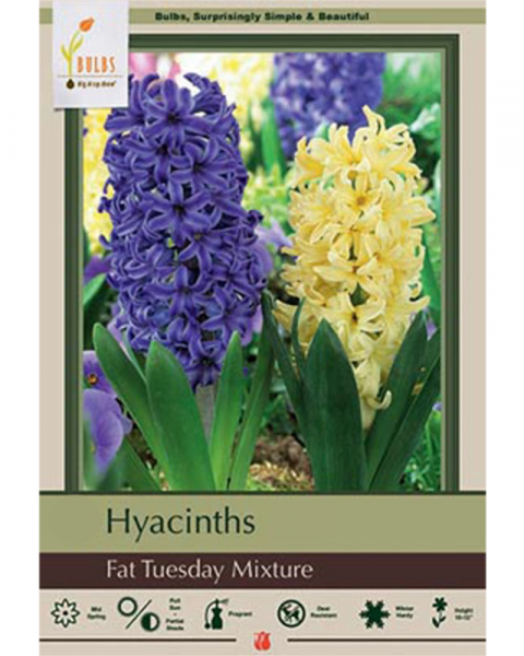 Hyacinth Fat Tuesday Mix   5 bulbs/pkg