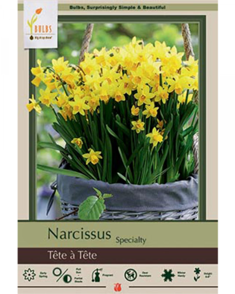 Narcissus Tete A Tete 7 bulbs/pkg
