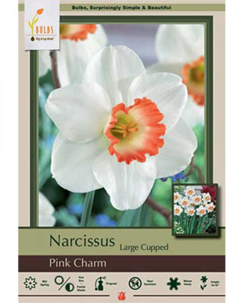 Narcissus Large Cupped Pink Charm 7 bulbs/pkg