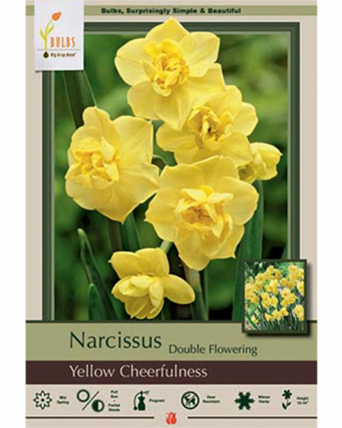 Narcissus Double Yellow Cheer 7 bulbs/pkg