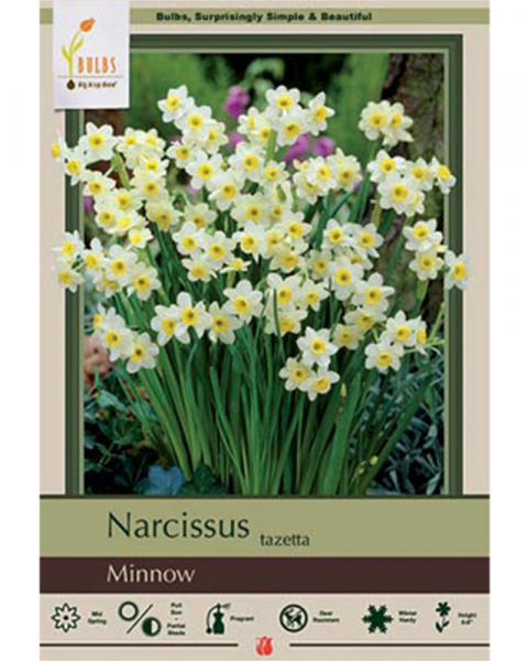 Narcissus Tazetta Minnow 7 bulbs/pkg