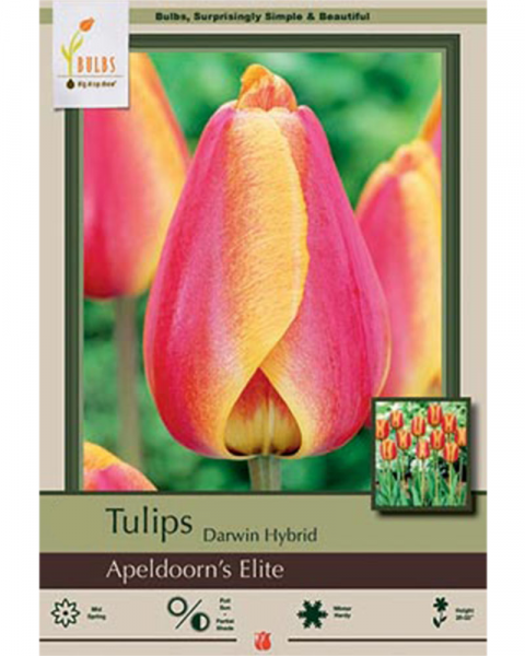 Tulip Apeldoorns Elite 7 bulbs/pkg