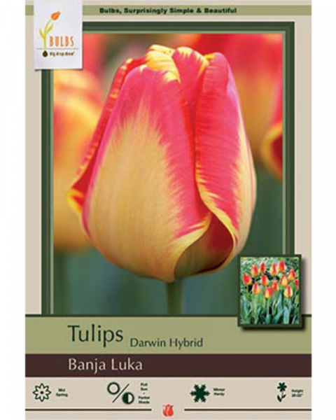 Tulip Darwin Hybrid Banja Luka 7 bulbs/pkg