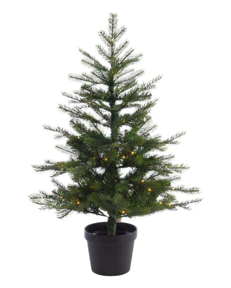 4' Grandis Fir With 100 Warm White LED Lights Potted