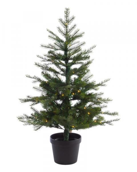4' Grandis Fir With 100 Warm White LED Lights Potted