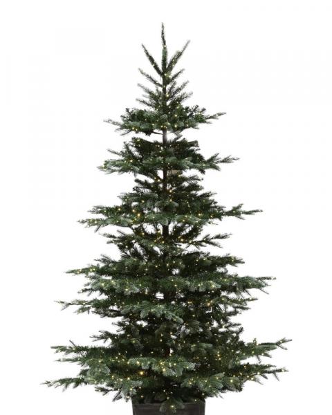 7.5' Gore Mountain Fir Potted With 2000 Color Changing LED Lights