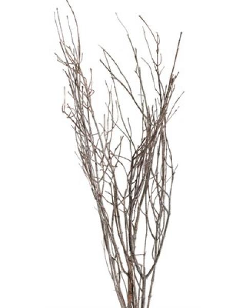 Jay Branches Frosted