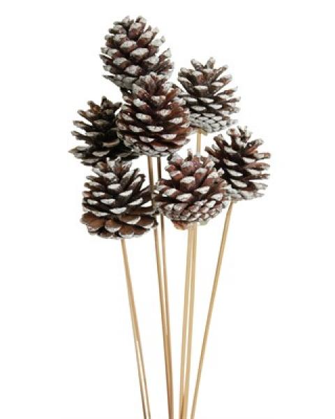 Pine Cones White Tip 5 Pack