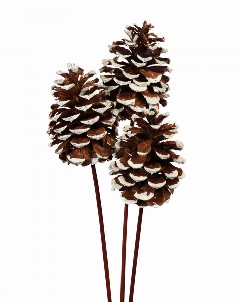 Pine Cones Large White Tip 3 Pack