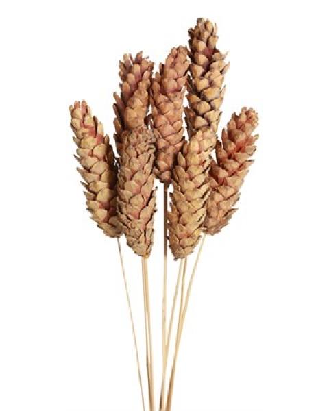 Pine Cones Natural Strobus 6 Pack