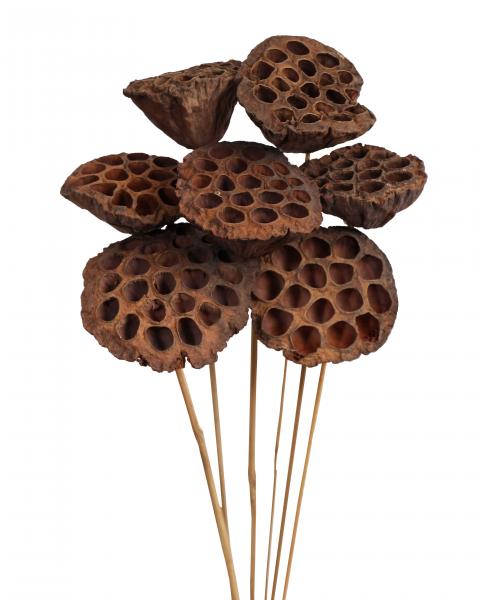 Lotus Pods Natural
