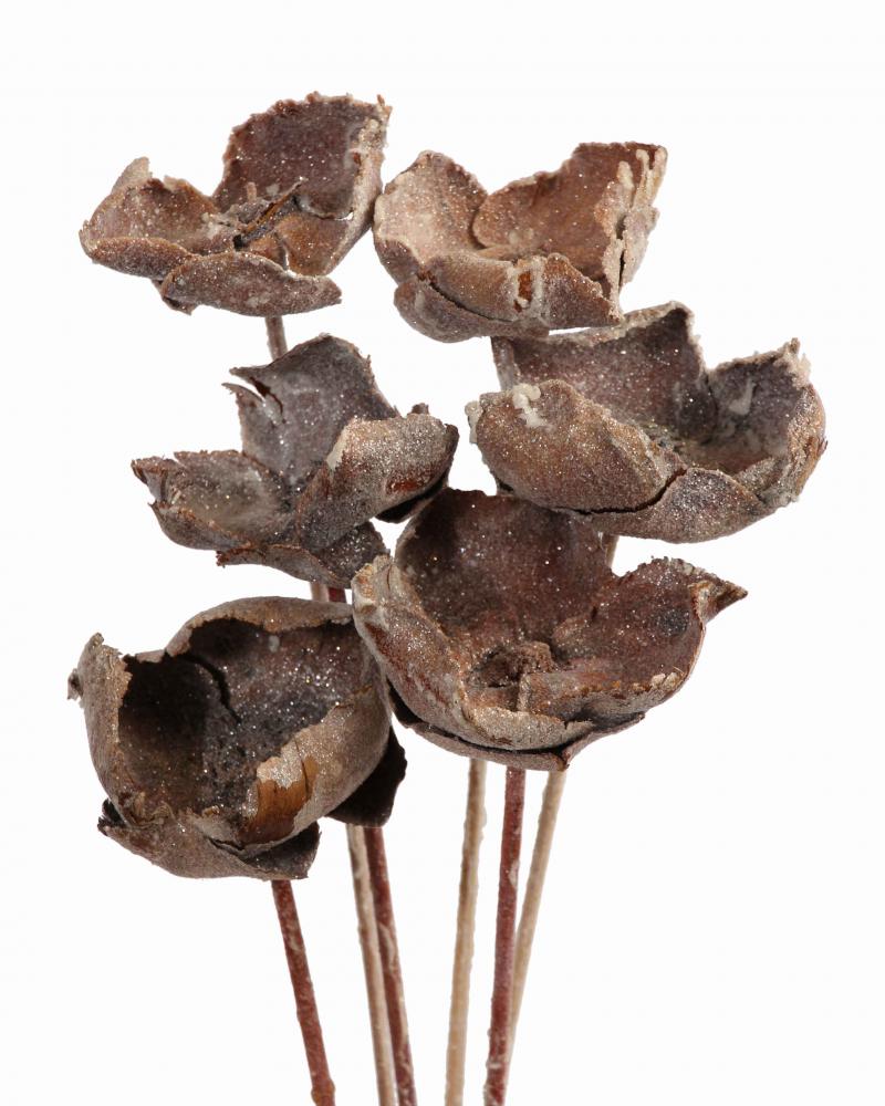 Palm Caps Frosted 6 Pack