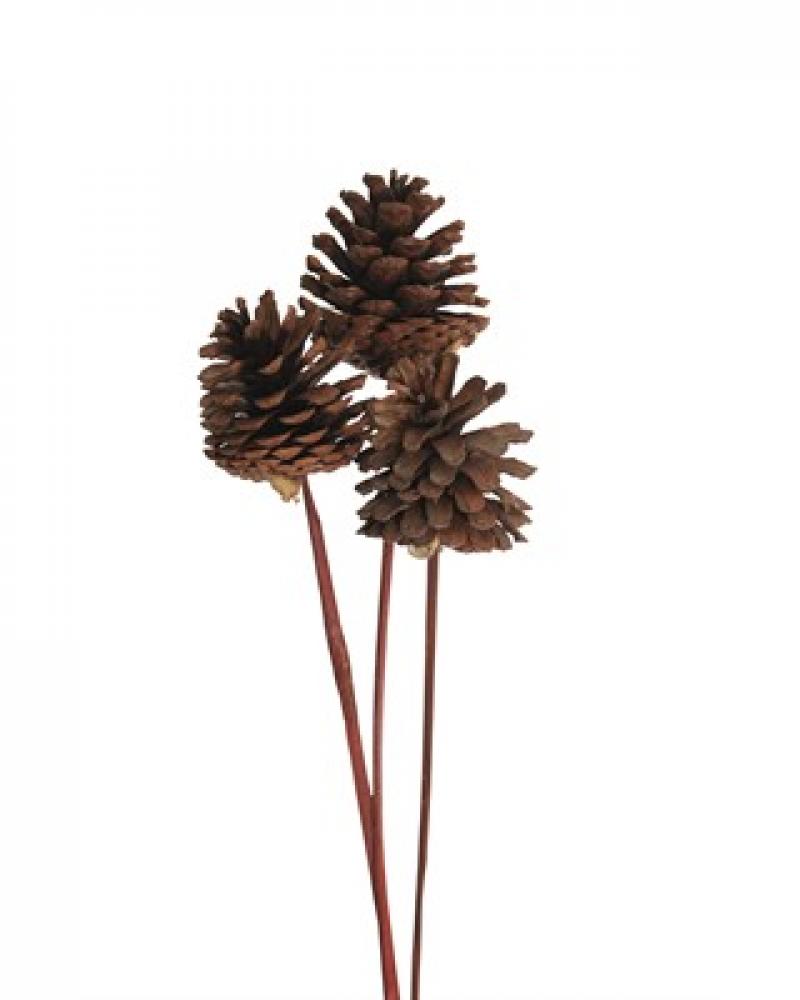 Pine Cones Natural 5 Pack