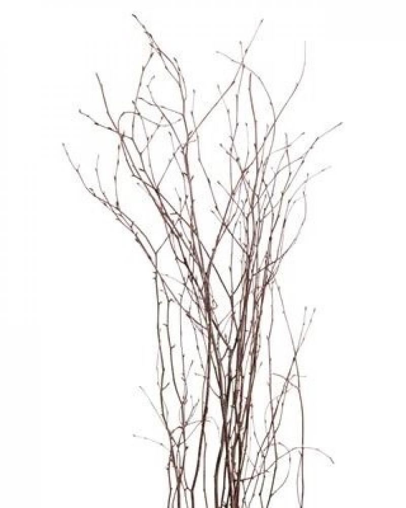 Birch Branches Natural