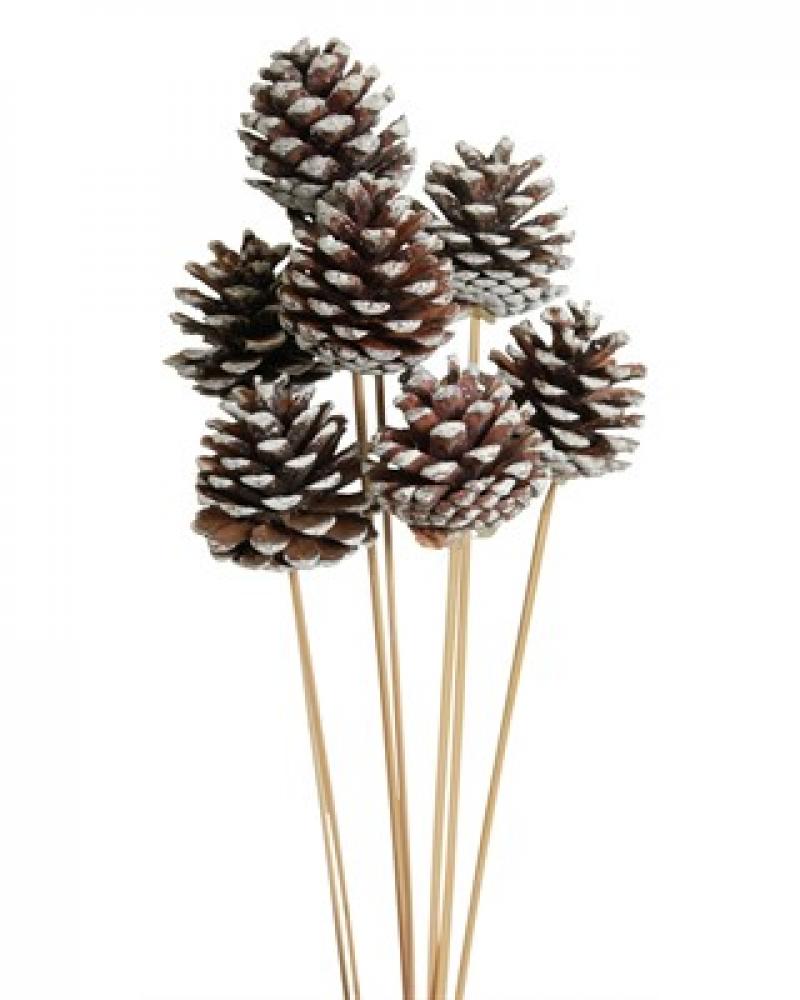 Pine Cones White Tip 5 Pack