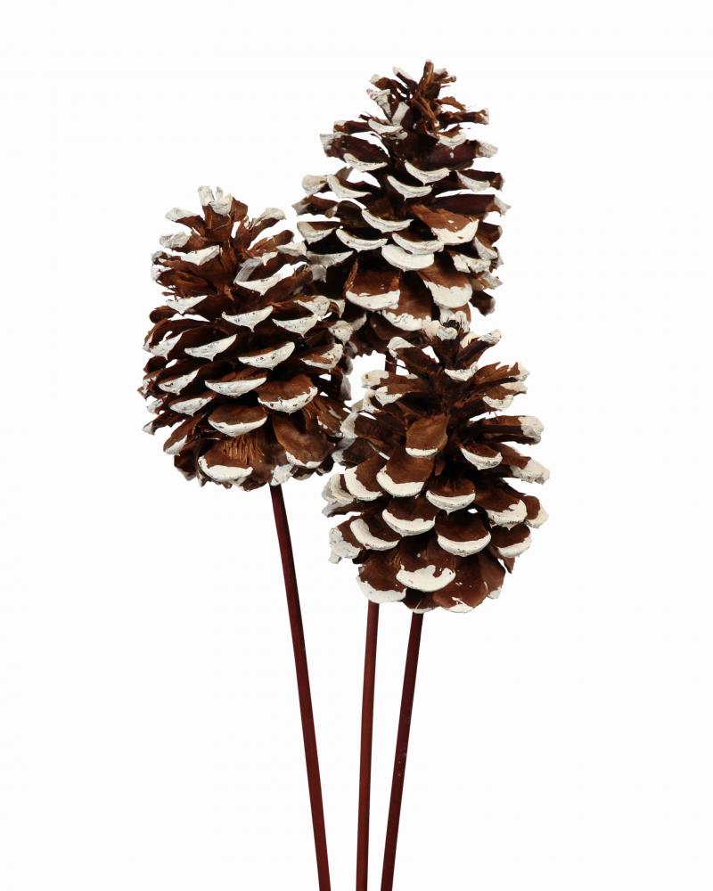 Pine Cones Large White Tip 3 Pack