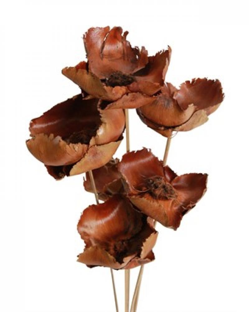 Palm Caps Natural 6 Pack