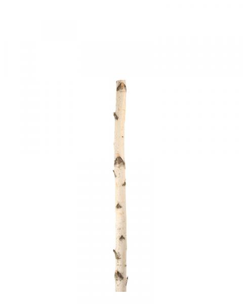 Birch Pole 6'