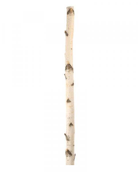 Birch Pole 8'